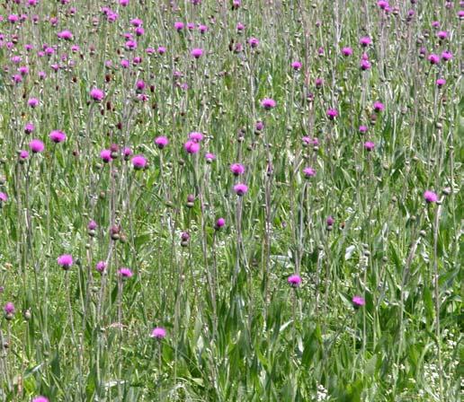 Cirsium -