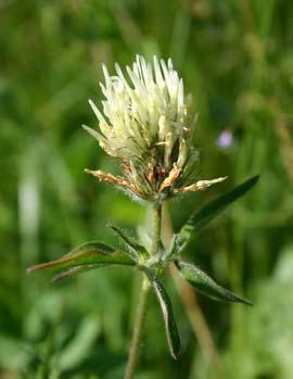 alpestre: malé palisty;