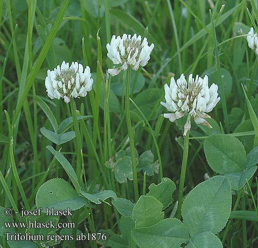 Trifolium repens