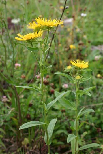 salicina hybrid I. hirta I.