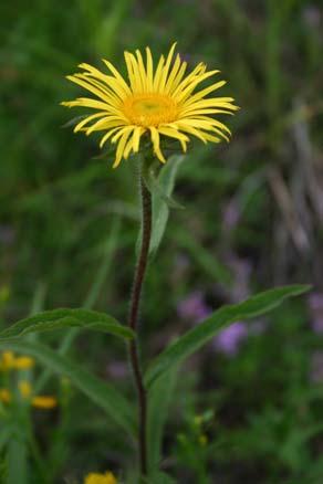 pubescentipetraeae I.