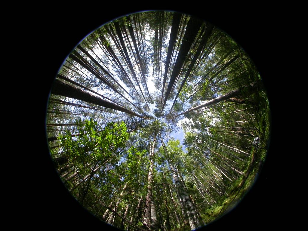 Světlo v koruně stromů je postupně pohlcováno, takţe ze 100% ozáření koruny se do jejích vnitřních částí dostane jen část světla (u borovice 10%, u hustě olistěného buku aţ 1,2%).
