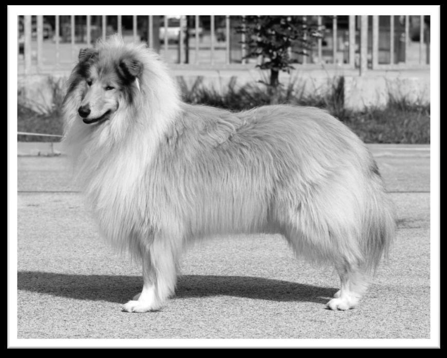 Přehlídka šampionů C. I. B., GCh., Ch., JCh. CZ Arpad Gold Vorašif nar. 27. 5. 2012 o: GCh.