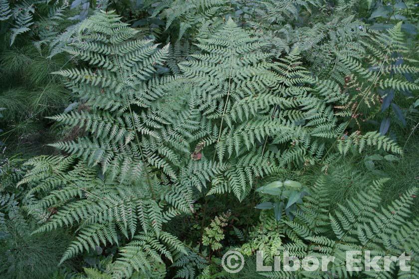 Dryopteris expansa - dol.