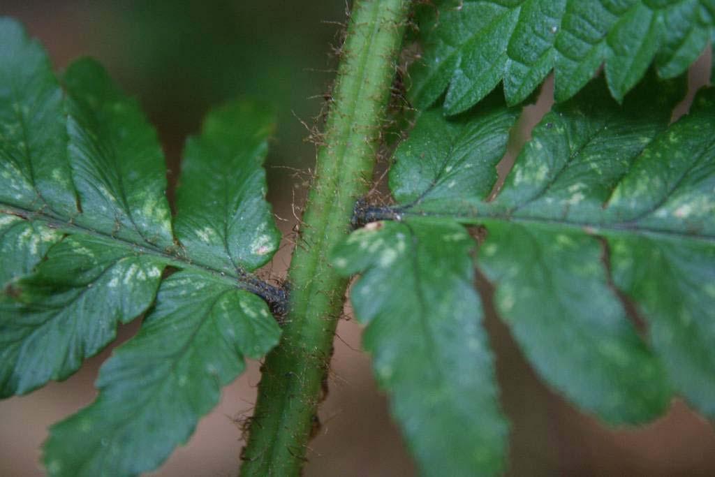 Dryopteris remota - hybridogenní apogamický taxon (asi D. affinis x D. expansa nebo D.