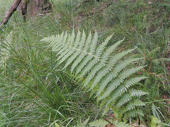 Dryopteris filix-mas