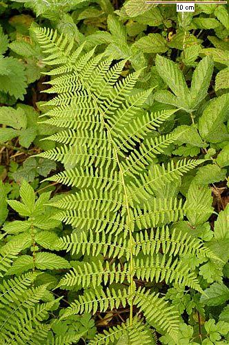 Athyrium filix-femina