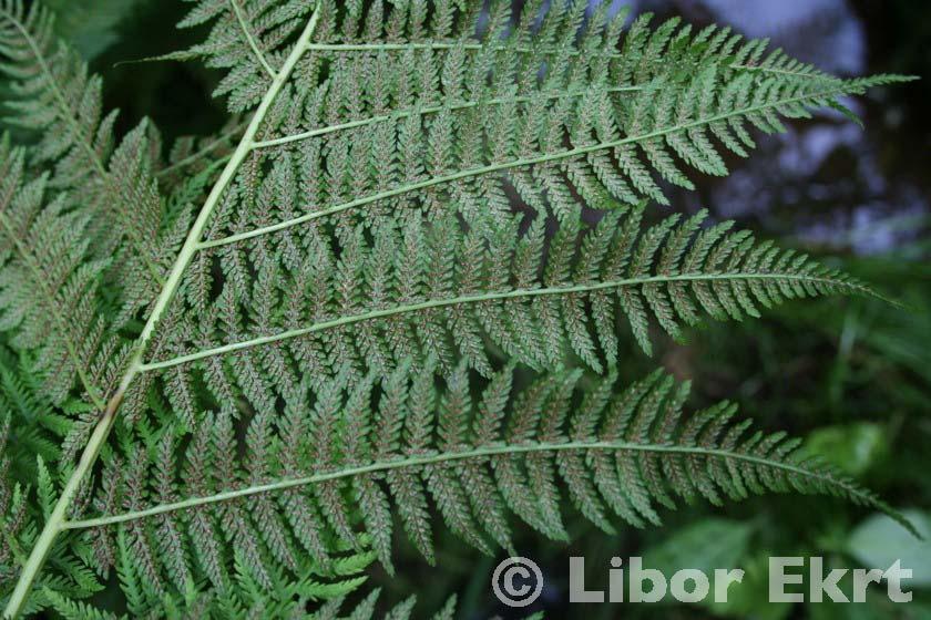 Athyrium filix-femina