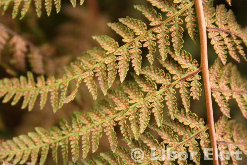 Athyrium filix-femina