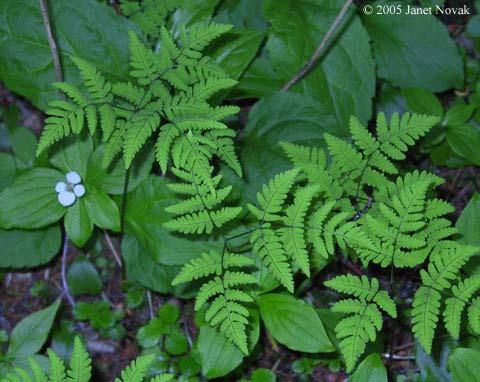 Gymnocarpium - bukovník - listy trojúhelníkovité, jednotlivé Gymnocarpium dryopteris bukovník kapraďovitý - jen