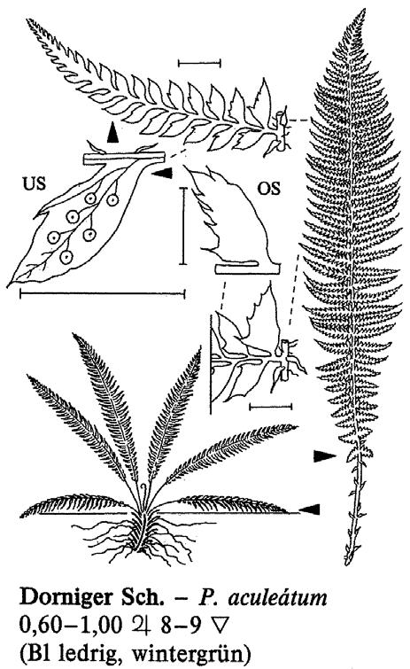 Polystichum