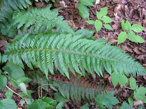 Polystichum aculeatum (kapradina laločnatá) listy 2-3x