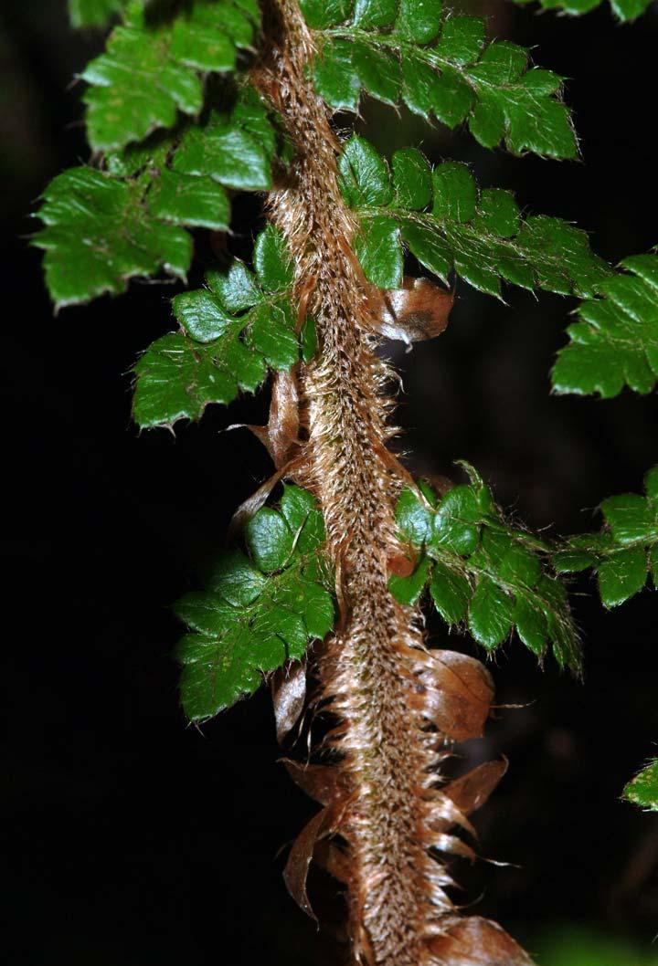 Polystichum braunii (kapradina Braunova) listy měkké, obvykle