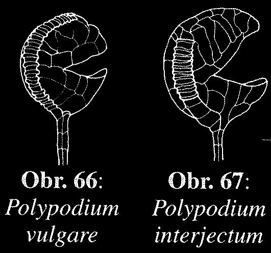 Polypodium vulgare prstenec na výtrusnici z (8-)11-15(-17) tlustostěnných buněk, mezi bází prstence a stopkou výstrusnice 1(-2)