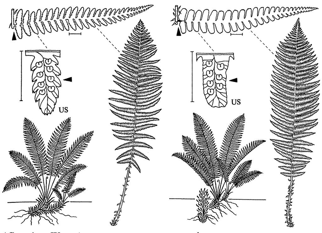 Dryopteris filix-mas agg.