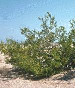 Fabaceae Prosopis