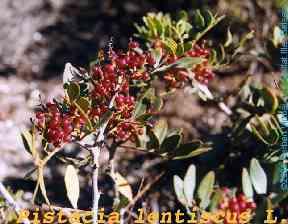 Anacardiaceae Pistacia lentiscus