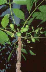 Burseraceae Canarium commune