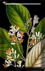 Styracaceae Styrax benzoin