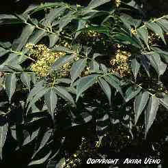 Anacardiaceae Rhus succedanea