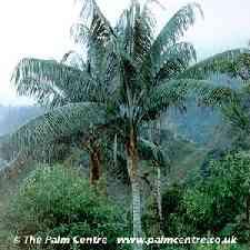 Arecaceae Ceroxylon quindiuense Vysoká palma (až 60 m) Vosk z kmene a