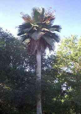 Arecaceae Copernicia cerifera Palma Vosk z listů Původ: Jižní