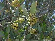 Buxaceae Simmondsia