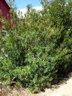 Myricaceae Myrica cerifera