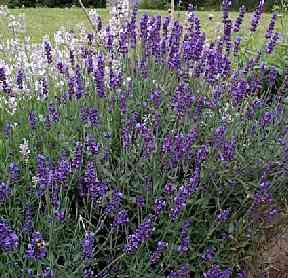 Lamiaceae Lavandula angustifolia