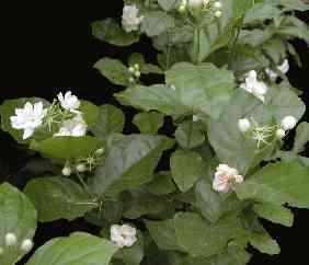 Oleaceae Jasminum sambac