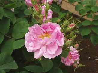 Rosaceae Rosa damascena