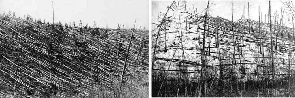 - oblast pádu tzv. tunguzského meteoritu (1908): Všude mladý les, není tu jediného starého stromu.