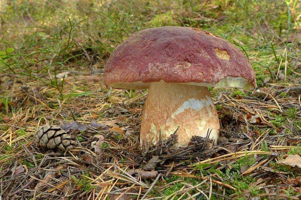 Hřib borový, Boletus pinophilus Děkuji za