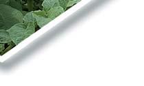 Postřikový selektivní herbicid proti dvouděložným plevelům v bramborách, luskovinách a lnu.