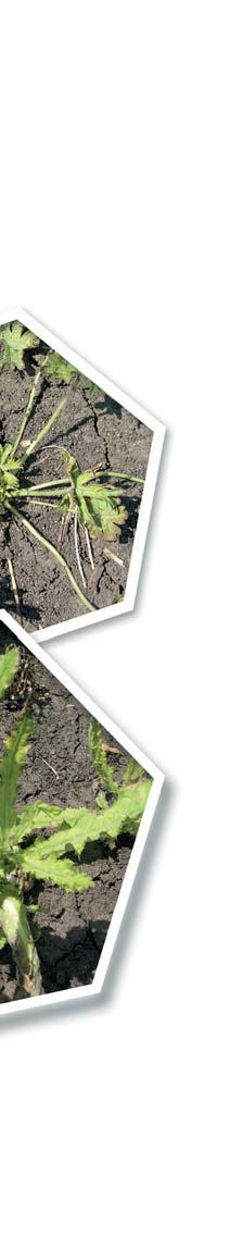 clap Postřikový herbicidní na hubení dvouděložných plevelů v řepce ozimé.