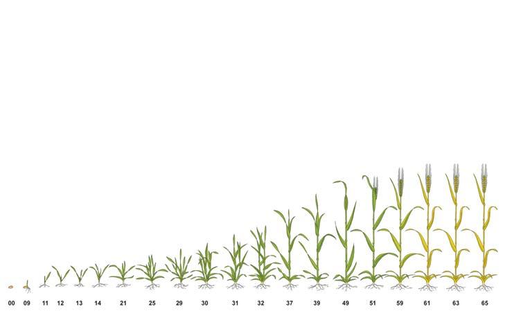 Použití přípravků v jednotlivých plodinách Ozimé obilniny Ječmen jarní Lima Oro ( 7 kg/ha ) Lima Oro ( 7 kg/ha ) Poleci ( 0,2-0,3 l/ha ) Propi 25 EC ( 0,5 l/ha )