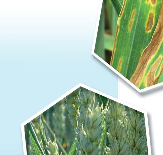 Proceed - rozsah použití přípravku proceed Škodlivý organismus Fungicidní ve formě suspenzního koncentrátu na ochranu pšenice proti braničnatce pšeničné.
