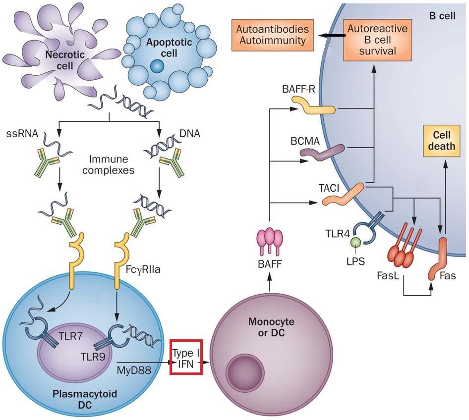 BAFF (B buněčný aktivační faktor) také nazýván CD257, BlyS, Tall 1, TNF 4, THANK, TNSF 13b člen TNF superrodiny Producenti: monocyty, DC makrofágy, žírné b.