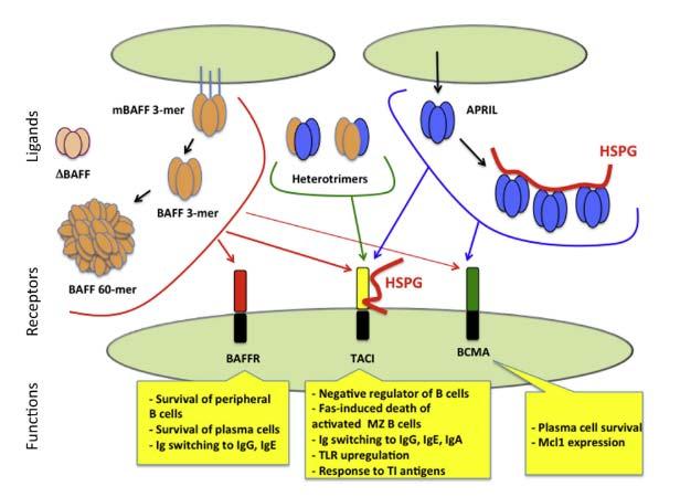 BAFF ligand vázaný na membránu uvolňován jako sbaff homotrimery 60 mery vazba na receptory (v kyselém ph rozpad) APRIL sdílí s BAFF receptory TACI a