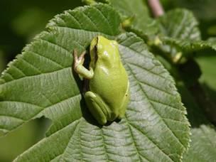 Třída: Obojživelníci (Amphibia) Vlhká a