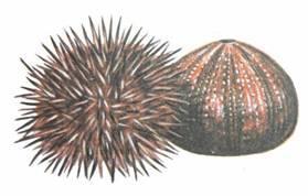 (Echinodermata) Polostrunatci