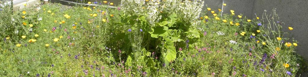 Mezi významné vytrvalé šalvěje tedy patří Salvia glutinosa, Salvia nemorosa, Salvia officinalis, Salvia pratensis, Salvia verticillata.