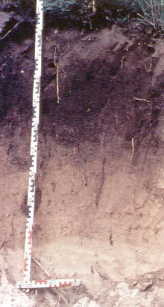 Černozem luvická detail půdního profilu (http://klasifikace.