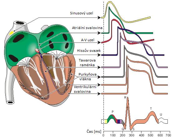 Obr..2: Elektrofyziologie srdce.