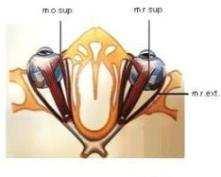 musculus rectus externus - zevní přímý sval musculus obligus superior - horní šikmý sval musculus obligus inferior - dolní šikmý sval Uložení okohybných svalů v orbitě Uložení okohybných svalů v