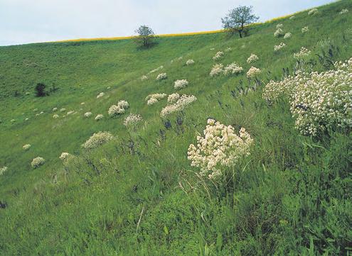 ly před narušením v zapojeném suchém trávníku, např. Festuca valesiaca a Stipa pulcherrima. Místy se vyskytují také suchomilné druhy indikující narušení (např.