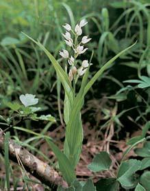 346-380 pro_uzemi_m 28.3.2008 :39 Stránka 350 4 2 3 Vzácnûj í vstavaãovitou rostlinou je okrotice dlouholistá (Cephalanthera longifolia).