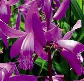 Kvete koncem jara nebo začátkem léta řídkými klasy fialových květů asi 3 cm velkých. 1 kus 80 Kč, 3/210 Kč.