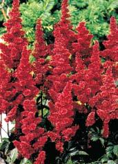 BURGUNDY RED ČECHRAVY ČÍNSKÉ Astilbe chinensis