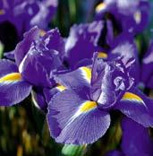 IXIE Ixie, také zvané duhovice, jsou na jaře a v létě kvetoucí rostliny s tuhými lodyhami a s květenstvím
